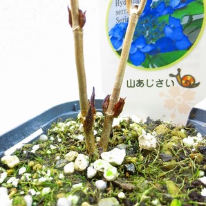 [緑の市場] 山紫陽花 2種3点組 藍姫/伊予獅子てまり2 (21354)全高：22㎝＊同梱包対応「まとめて取引」厳守＊80サイズ送料明記の画像3