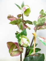 [緑の市場] クリスマスローズ 氷の薔薇 イタリアーノ・ロゼッタ (021572)全高：40㎝＊同梱包対応「まとめて取引」厳守＊80サイズ送料明記_画像9