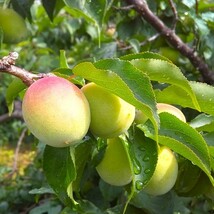 無添加　紀州南高梅　しそ漬け梅　1kg　完熟梅　梅干し　昔ながらの甘くない梅干し_画像7