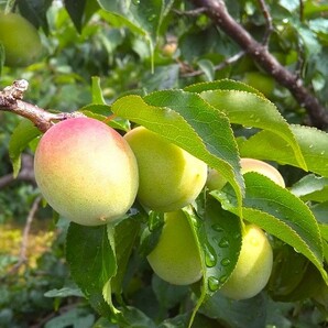 無添加 紀州南高梅 しそ漬け梅 1kg 完熟梅 梅干し 昔ながらの甘くない梅干しの画像7