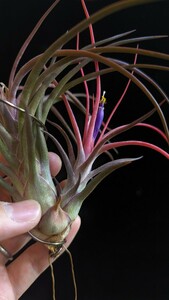 Tillandsia 'Luke' (T. ionantha x bulbosa) from Tropiflora ティランジア エアプランツ イオナンタ