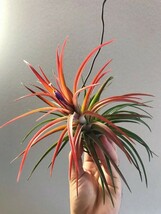 Tillandsia ’Victoria‘ (T.ionantha x brachycaulos) ティランジア エアプランツ イオナンタ_画像1