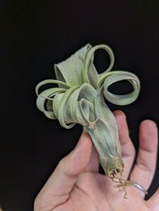 Tillandsia 'Curly Slim' (T.intermedia x streptophylla) ティランジア エアプランツ