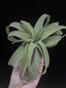 Tillandsia 'My sweet rose' (T. capitata 'Silver Rose' x streptophylla) ティランジア エアプランツ 