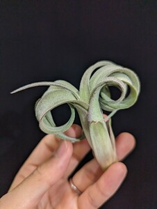 Tillandsia 'Curly Slim' (T.intermedia x streptophylla) ティランジア エアプランツ