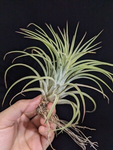  Tillandsia ionantha ‘Fat Boy’ from Jerry Domingo ティランジア エアプランツ イオナンタ