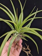 Tillandsia brachycaulos x ‘Showtime’ エアープランツ ティランジア_画像6