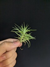 Tillandsia aeranthos `Miniata' エアープランツ ティランジア_画像1