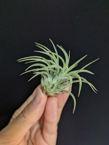  Tillandsia ionantha ‘Bravo’ ティランジア エアプランツ イオナンタ