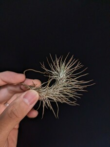 Tillandsia funckiana var. recurvifolia エアープランツ ティランジア