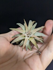 Tillandsia vanhyningii Jumbo エアープランツ ティランジア