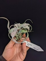 Tillandsia ‘Bea Correale’ x intermedia #434 YCB nursery ティランジア エアプランツ_画像1