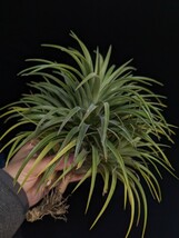  Tillandsia ‘Emperador’ (T. ‘Maria Teresa L.’ × ‘Mayan Feathers’) ティランジア エアプランツ イオナンタ_画像1