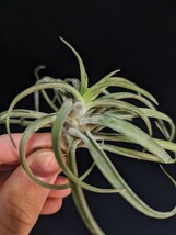 Tillandsia novakii エアープランツ ティランジア_画像8