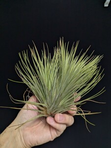 Tillandsia (andreana x funckiana) x ionantha ‘Maxima’ Pang hybrid ティランジア エアプランツ 