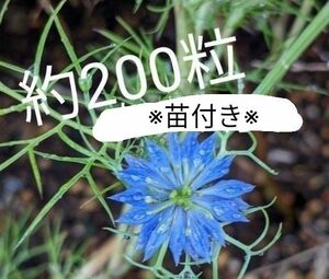 ニゲラの種(ブルー系)約200粒