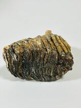 ナウマンゾウ 子ども 歯 本物 実物 教材 化石 D1-8_画像2