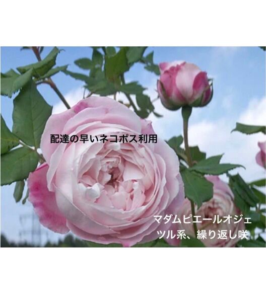 バラ マダムピエールオジェ さし穂3本 バラさし穂