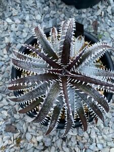 Dyckia Jaws x Sky Walker