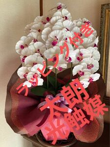 光触媒　人工観葉植物　ウォールグリーン　造花　インテリア　胡蝶蘭8045