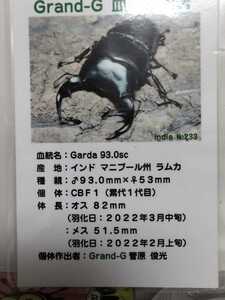 【Garda93.0sc 血統】 ♀42.3mm44.1mm グランディスオオクワガタ　グランディス