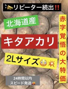 北海道 石狩産 新じゃが じゃがいも 2Lサイズ 品種 キタアカリ 約9.5kg