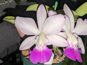 洋蘭 原種 カトレア C.walkeriana pelora × sib