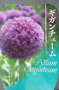 0208〇 500円開始♪アリウム・ギガンチューム