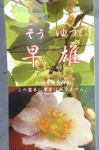 値下げ！即決1540円♪果樹苗キウイ◇受粉樹オス◇早雄◇_画像1