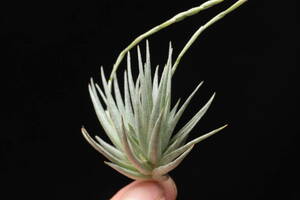 Tillandsia loliacea from Bela Vista Orquides ティランジア　ブロメリア