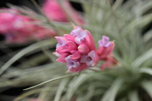 Tillandsia stricta 'Paul Book Cover'　ティランジア　ブロメリア