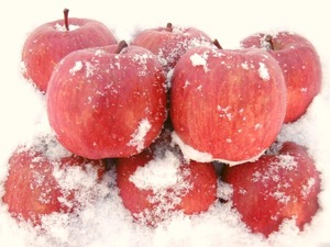 ◆残り少し◆エコファーマー直送◆春でも美味しい「雪室りんご」ふじ 特大玉1段◆皮ごと丸かじり◆有機肥料 減農薬◆青森県産◆3段の同梱可