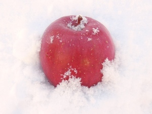 ◆エコファーマー直送◆春でも美味しい「雪室りんご」ふじ 小玉 約10kg◆丸かじりに最適◆有機肥料◆減農薬◆青森県産りんご◆20kg可◆