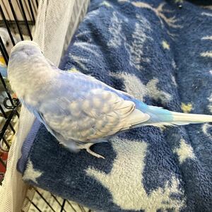 セキセイインコ有精卵２個　食用