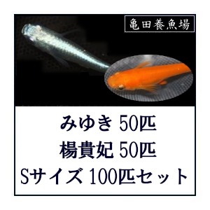 めだか / ミユキメダカ 楊貴妃メダカ Sサイズ合計100匹セット / みゆきメダカ 楊貴妃めだか /送料無料