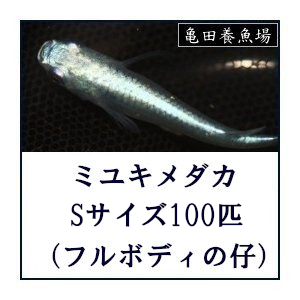 メダカ / ミユキめだか Sサイズ100匹セット (弱光~フルボディ) 幹之めだか みゆきメダカ / 青色系 白色系ミックス / 送料無料