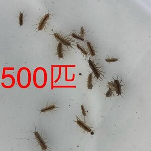 [ snow month manner flower ]mizgeji(mizmsi)500 pcs * Hokkaido * Okinawa * Tohoku to shipping un- possible *. bait (yo shino boli* newt *u-pa- LOOPER *gengo low )