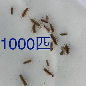 【雪月風花】ミズゲジ（ミズムシ）1000匹※北海道・沖縄・東北への発送不可 ★ゲンゴロウ餌★土佐錦餌★ダトニオ餌★