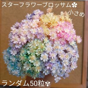 レジン ドライフラワー スターフラワーブロッサム　ミルキーブーケ