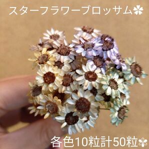 レジン ドライフラワー スターフラワーブロッサム　くすみチョコ 