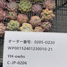 * Top　エケベリア20個 0205-OZ20 多肉植物 カット　雑交　_画像3