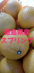徳島県産スプリング&晩白柚2個