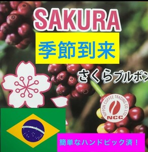 季節到来さくらブルボン1.5.kgコーヒ生豆！焙煎してません！簡単ハンドピック済みです！