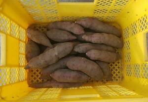 茨城産 紅あずま 焼き芋サイズ （M,L) 5kg 無農薬栽培　送料込み
