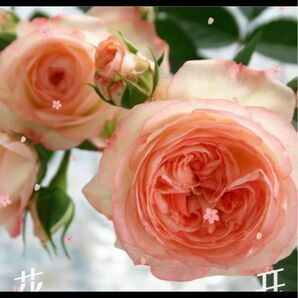 ミニ薔薇　1苗 【中大輪】ラブリーモア　微香　大苗