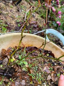 ミニ薔薇　抜き苗