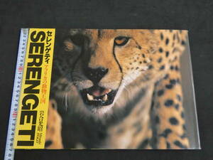 SERENGETI　セレンゲティ―アフリカの動物王国　岩合光昭　1992年第4刷　朝日新聞社　写真集