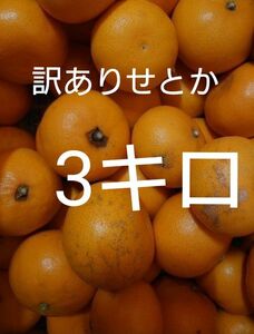 訳あり せとか 約3キロ 愛媛県産 約3kg 3k 3