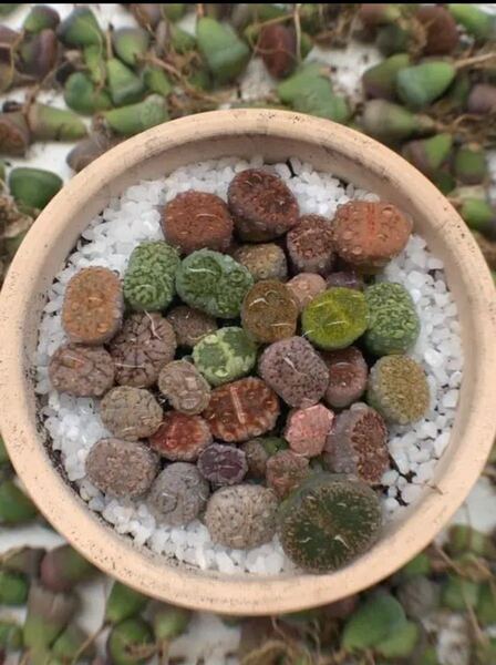 リトープス 多肉植物 小苗 50苗