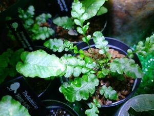 Blechnum_obtusatum_var._obtusatum胞子葉① 検)ブレクナムオブツサタム オブオブ パルダリウム テラリウム